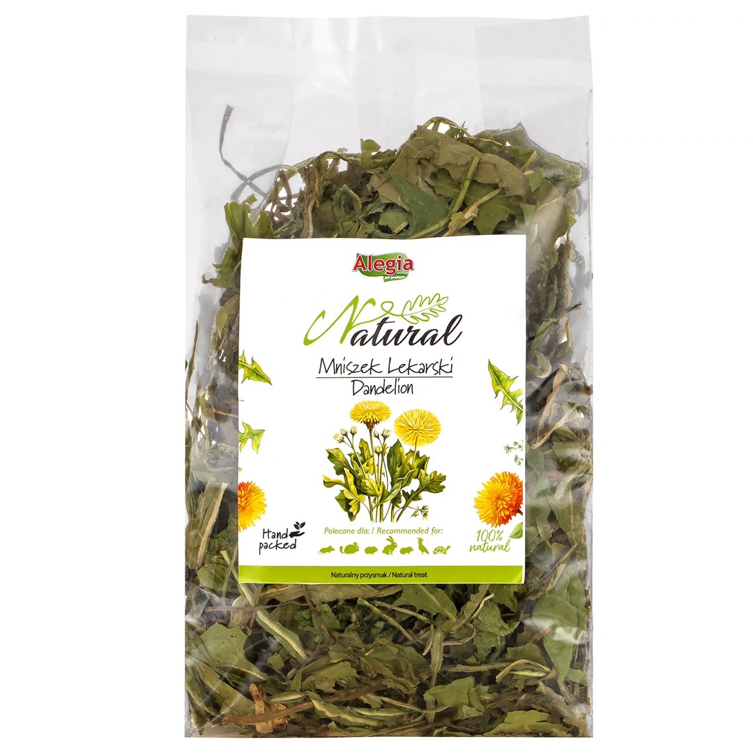 Alegia Dandelion - treat for rodents