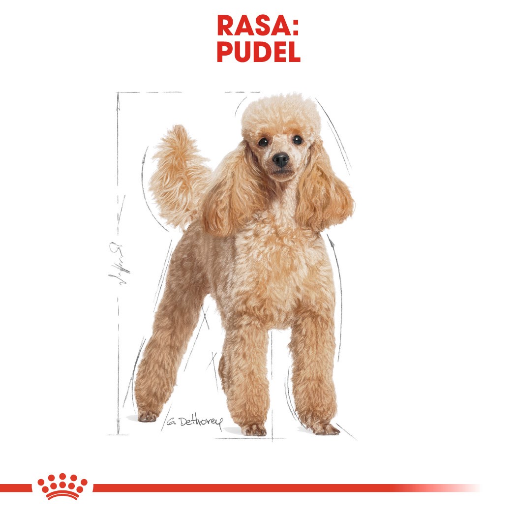 Royal Canin  Poodle Adult 1.5